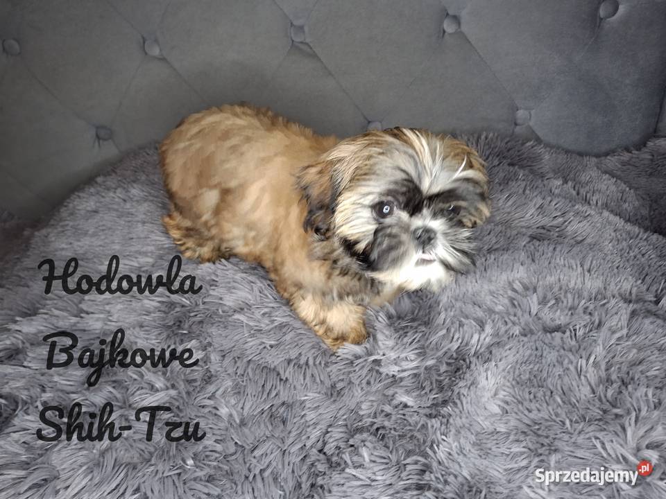 Szczeniaczki shih tzu suczki pieski czekoladowe łódzkie