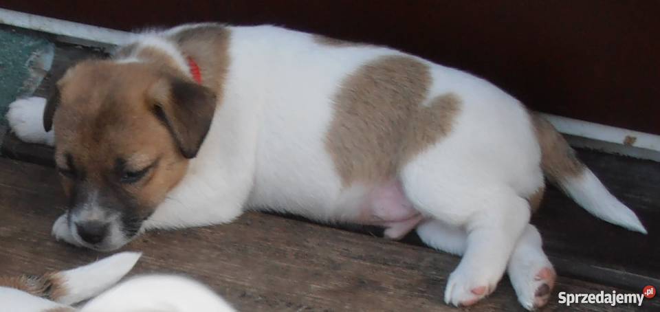 JACK RUSSELL TERRIER 100 GŁADKOWŁOSE metryka FCI Konstancin-Jeziorna