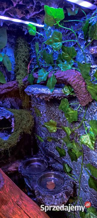 Gekon orzęsiony z wyposażonym terrarium Zamość