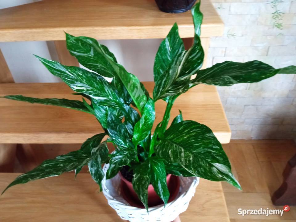 Skrzydłokwiat variegata diamondpiękny Zielone Białystok