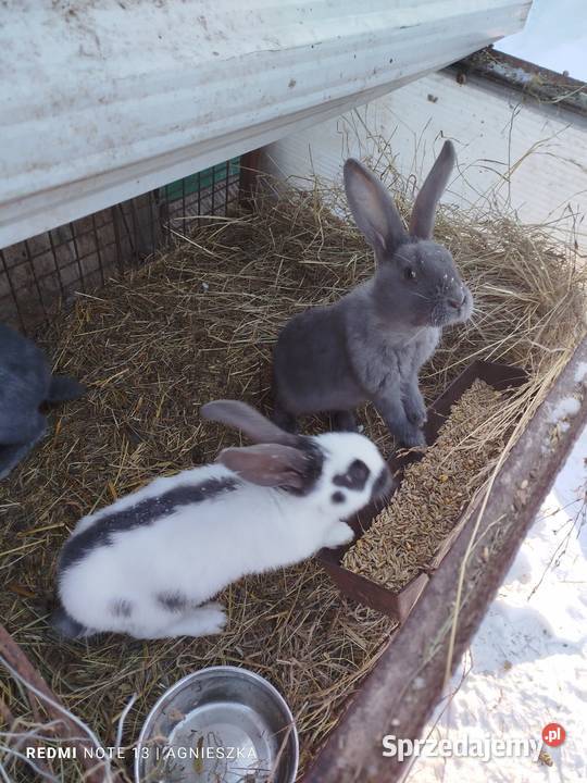 Olbrzym srokacz niebieski samce Króliki podkarpackie Dylągowa