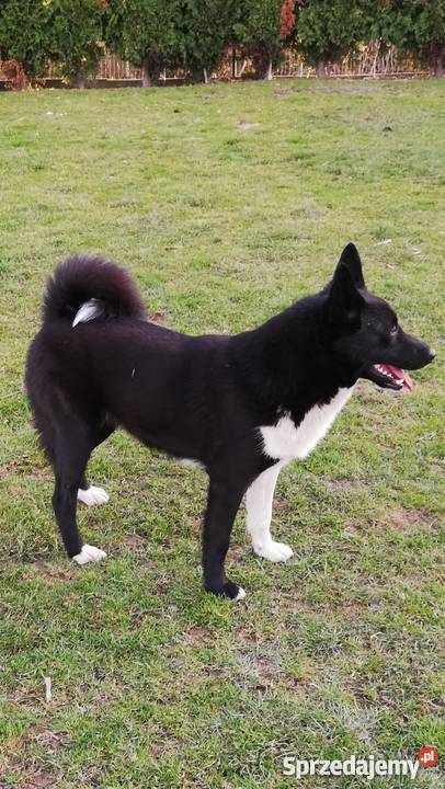 Łajka rosyjskoeuropejska