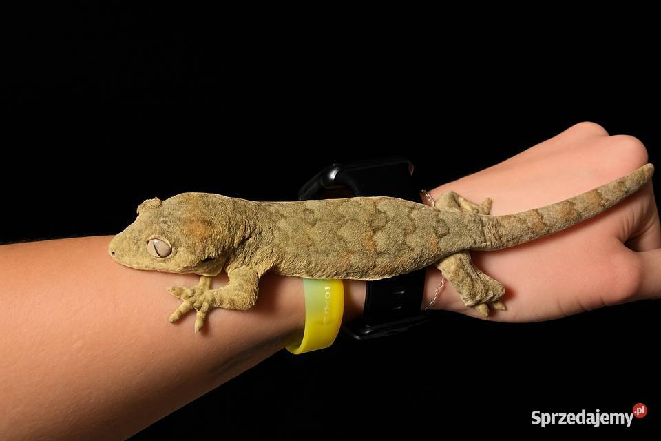 Mniarogekko chahoua mailand redgreen Gekon Rybnik sprzedam