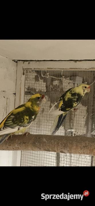 Papugi rozella królewska szek Kolbuszowa