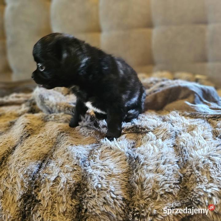 Chihuahua Słodki Blaki szuka nową rodzinkę Kołobrzeg