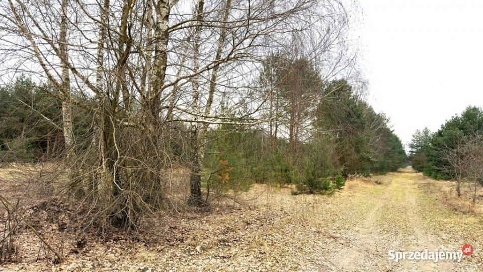 Działka inwestycyjna z MPZP k Skierniewic Strobów