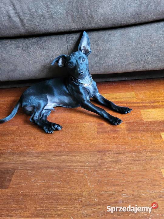 Pinczer Mini Gdańsk