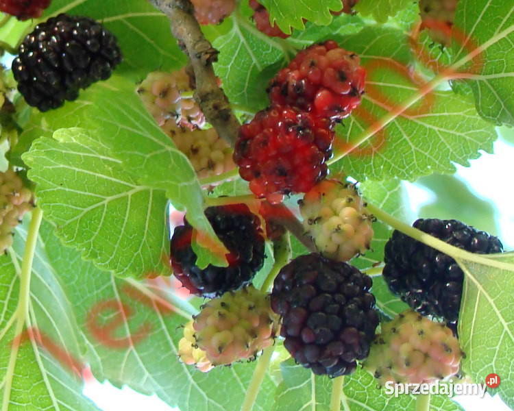 MORWA CZARNA Morus nigra NASIONA 60000 sztuk kujawsko-pomorskie Lubanie