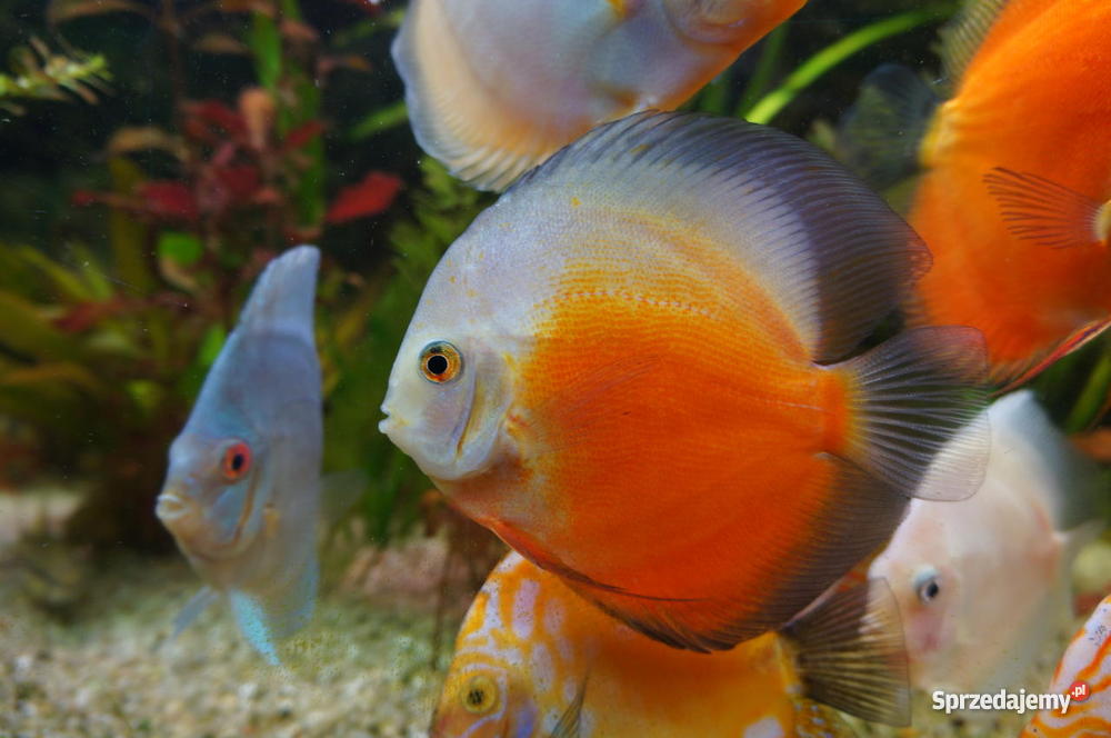 Paletki młode i dorosłe Zwierzęta Lublin