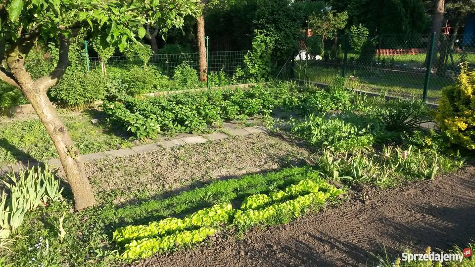 działka ROD z domkiem Lechicka prąd Poznań