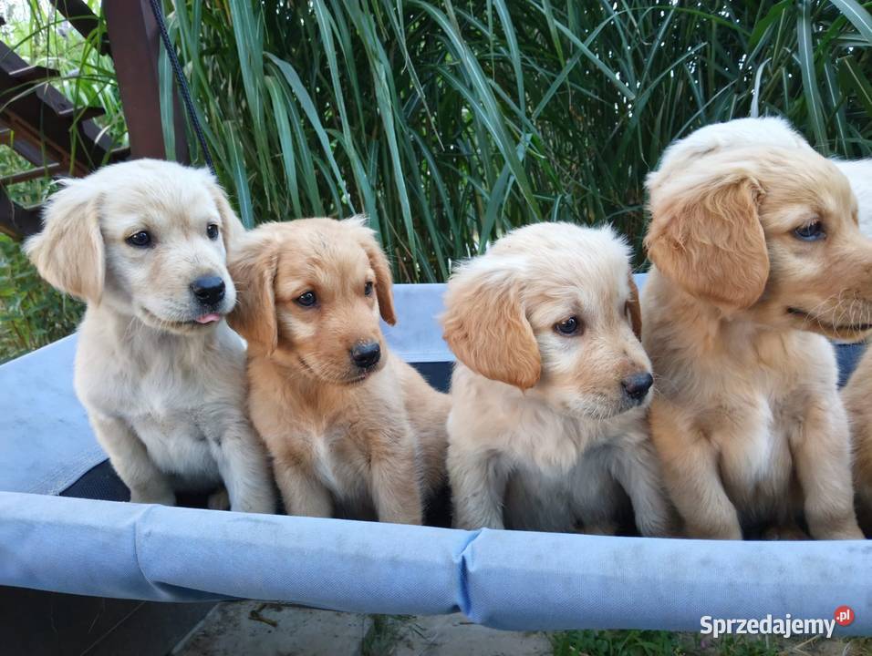 Golden retriever suczka Chodków Stary