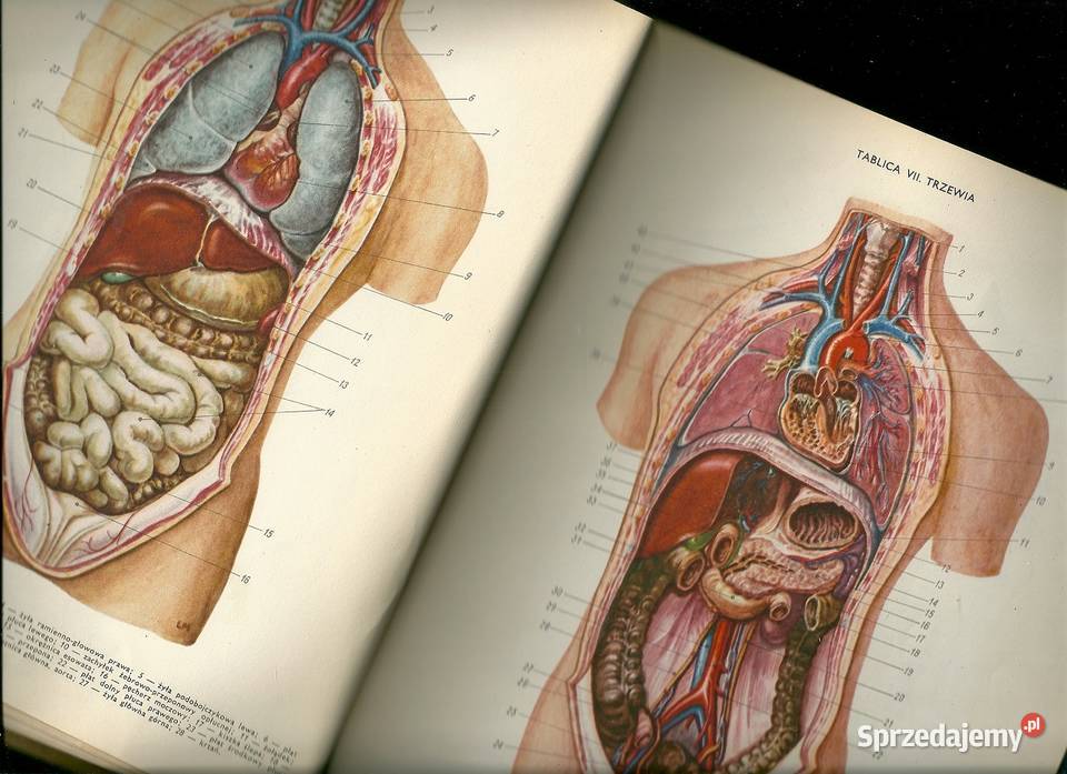 Lekarski poradnik domowy medycyna interna Łódź sprzedam
