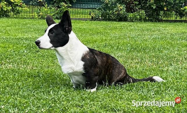 Suczka Welsh Corgi Cardigan rodowód FCI Pabianice