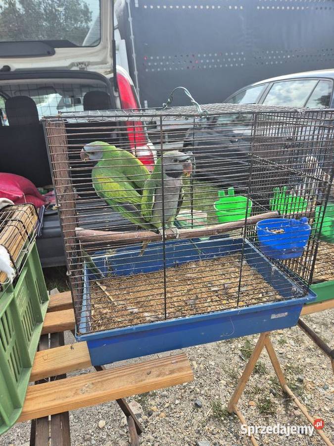 Sprzedam papugi dolnośląskie Raków