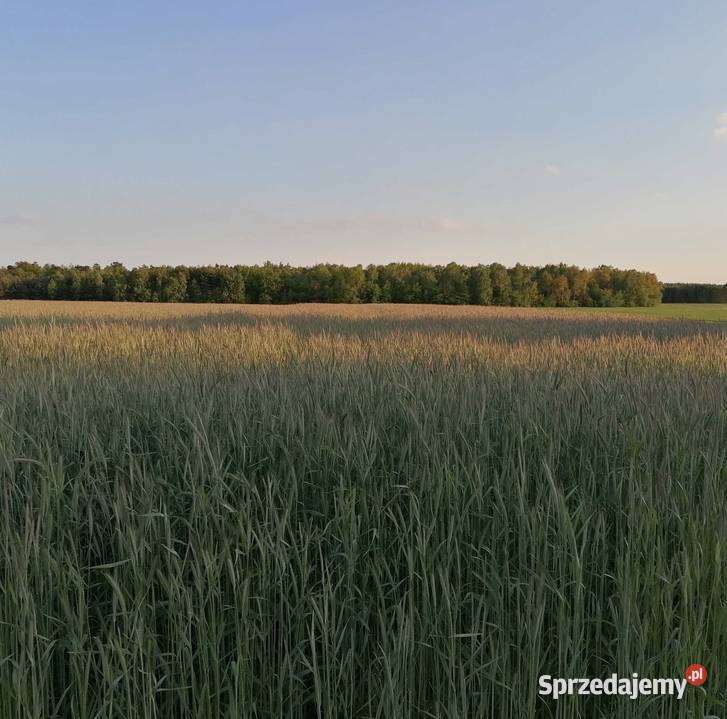 Na sprzedaż działka pod farmę fotowoltaiczną inwestycyjna Bilno