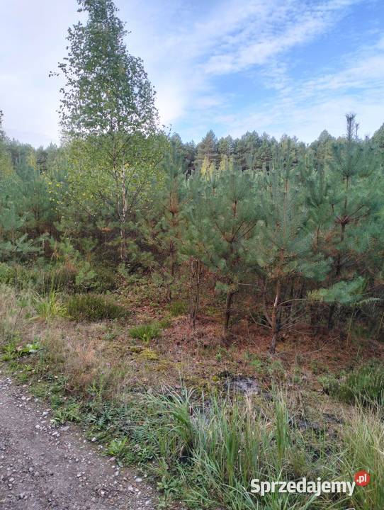 Działka Leśna 455 ha z Sosnowym Lasem Idealne Psary-Kolonia