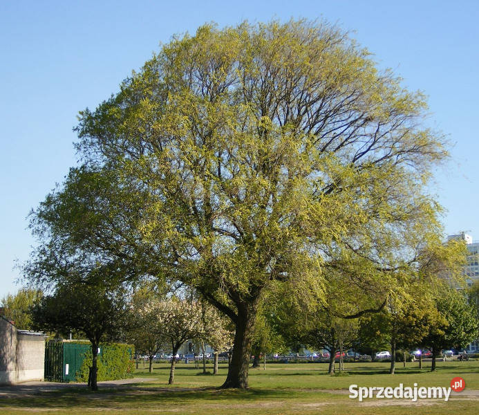 WIĄZ SYBERYJSKI Ulmus pumila NASIONA 1500 sztuk