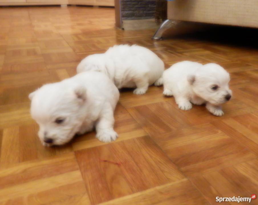 Śliczne szczeniaki West łódzkie Kutno