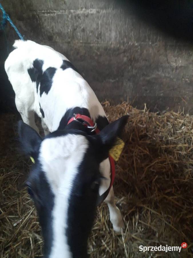 Sprzedam 2 byczki Wyszki