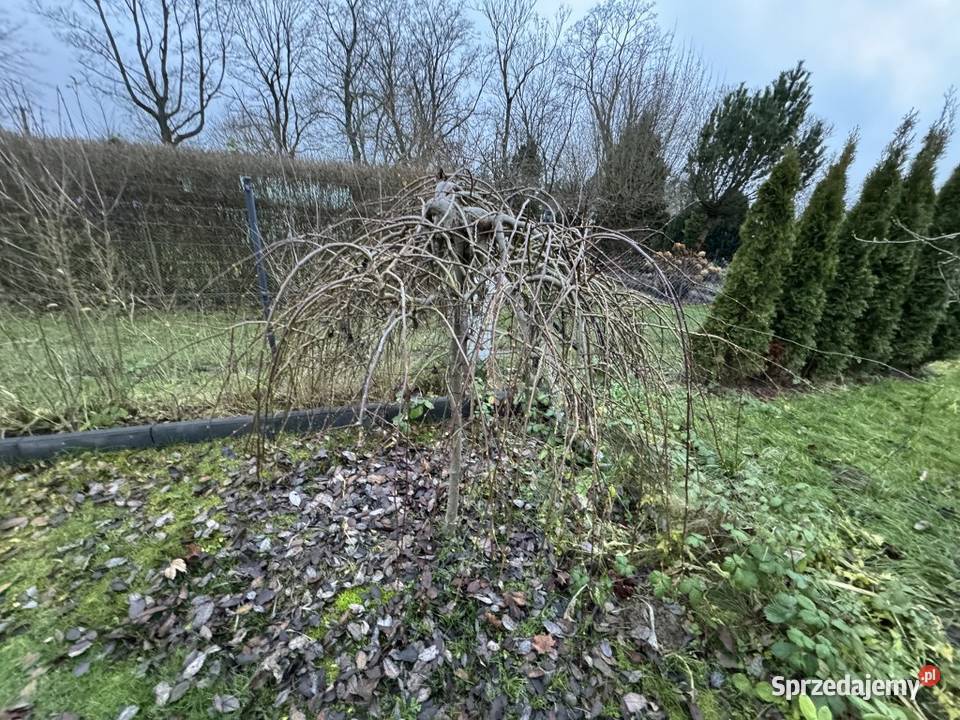 Ogródek ROD sprzedaż syndyka rekreacyjna Słupsk