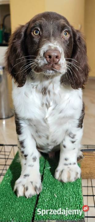 Płochacz niemiecki WACHTELHUND Piesek Jack