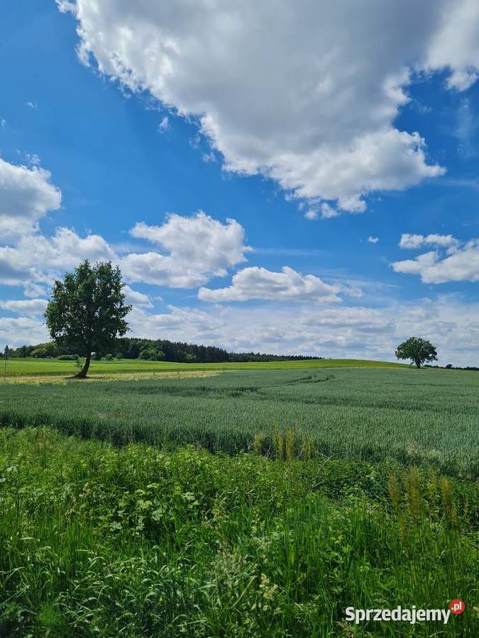 Działka na sprzedaż bez pośredników Wilkowa