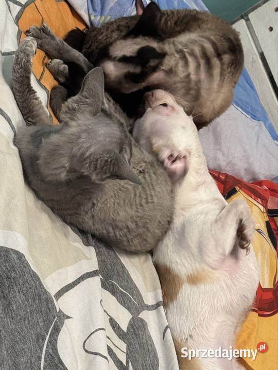 chihuahua XS roczny albinos wabi się gizmo Łódź