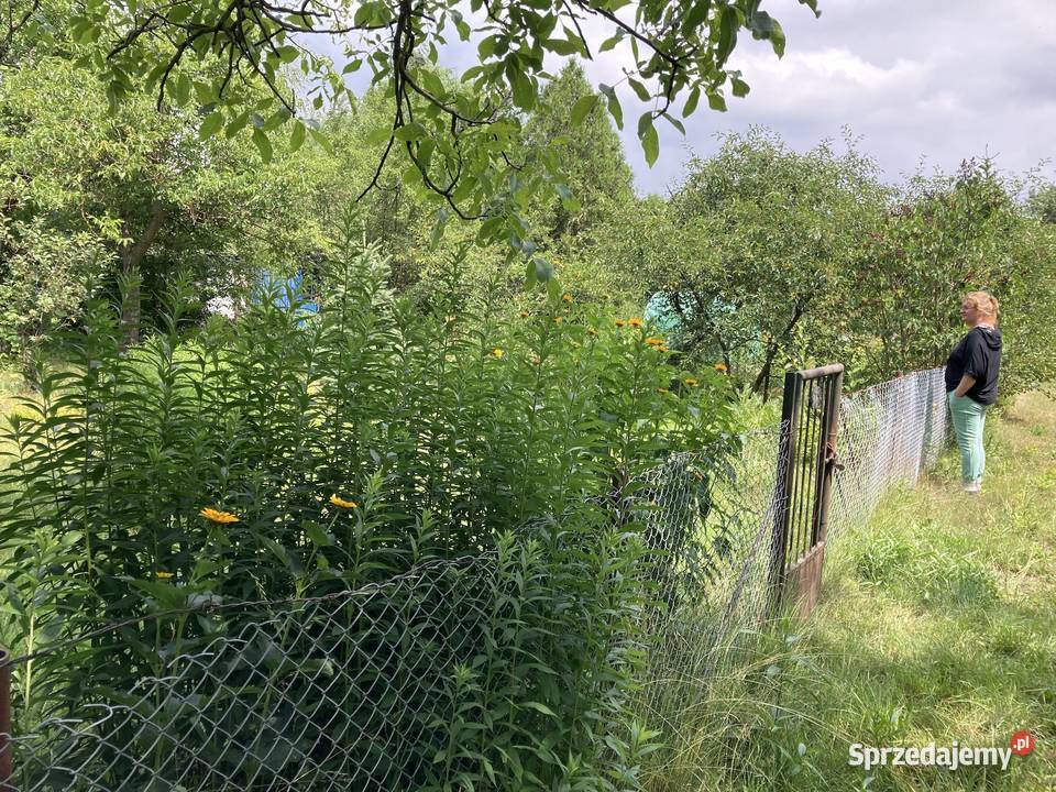 Sprzedam prawo do użytkowania działki ROD w Sprzedaż Warszawa sprzedam