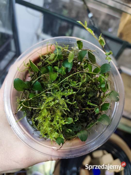 Rośliny do terrarium MarcgraviaSolanum Krapkowice