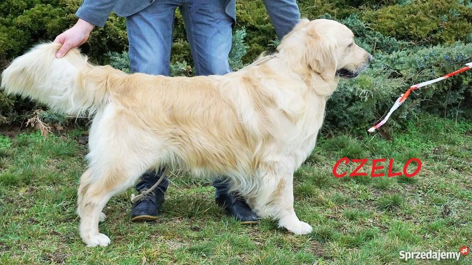 Rodowodowe Golden Retriever goldeny ZKwP FCI Psy łódzkie Łężki-Parcel