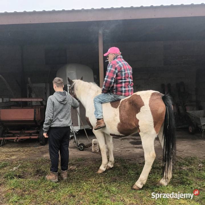 Sprzedam klacz Konie Proboszczowice