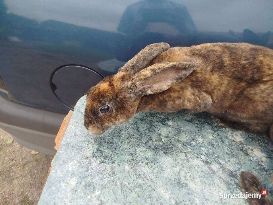 Kruliki japońskie kujawsko-pomorskie