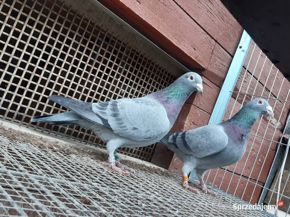 Gołębie pocztowe Gniewkowo sprzedam