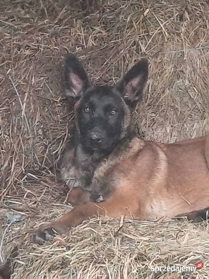 Owczarek Belgijski podlaskie Zambrów sprzedam