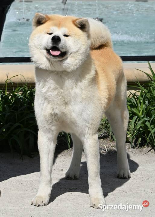 Akita inu akita japońska suczka FCI gotowa do Akita