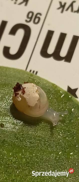 Małe Ślimaki Afrykańskie Lissachatina fulica