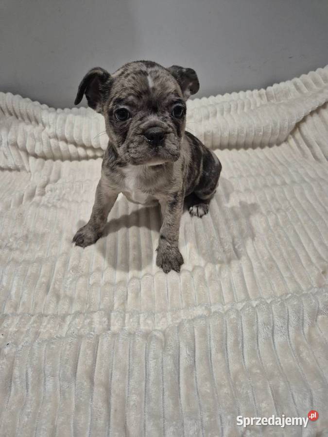 Ostatni z miotu Przytyk