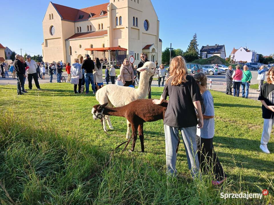 Sprzedam alpaki do dobrego domu Grzymalin