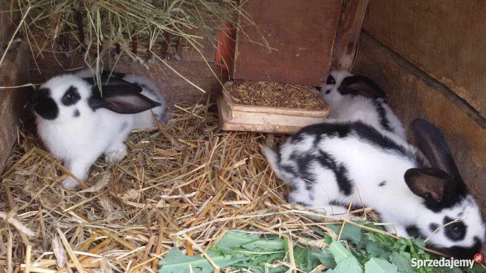 Młode króliki OSC Olbrzym Srokacz Czarny do ne Dubicze Cerkiewne