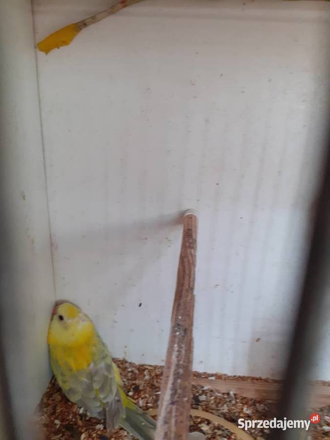 Papugi swiergotki sprzedam Starogard Gdański sprzedam