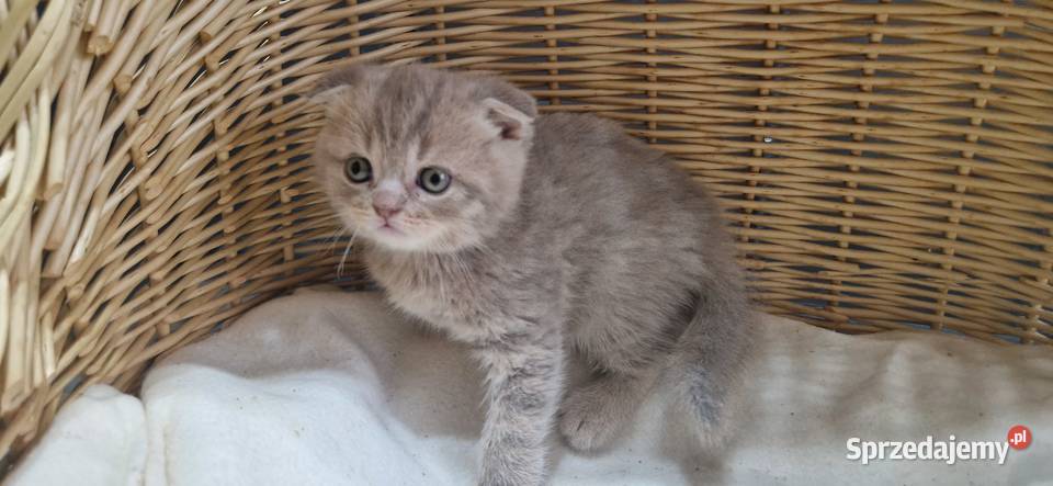 Kocurek Szkocki liliowy pręgowany zwisłouchy Katowice