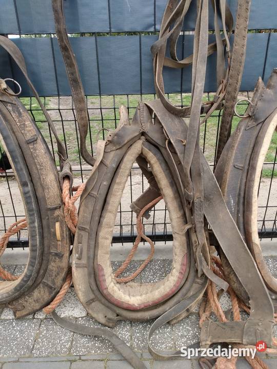 Homonto homonta końskie Pozostałe Rolnictwo