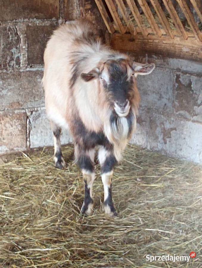 Sprzedam kozę i capa Limanowa