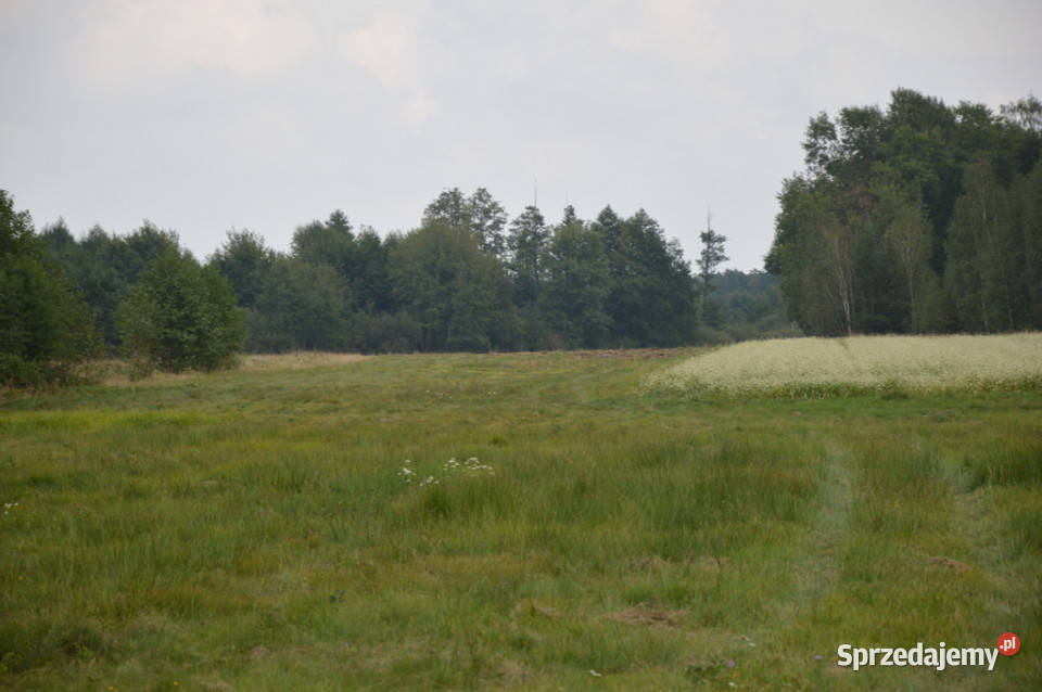 sprzedaży działki Brzeźnica Leśna lubelskie