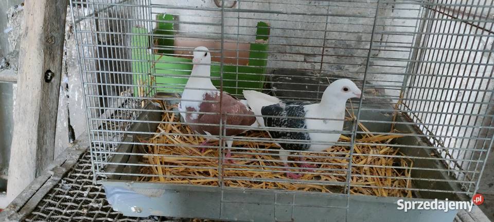 Samce slonskie tarczowe lubelskie