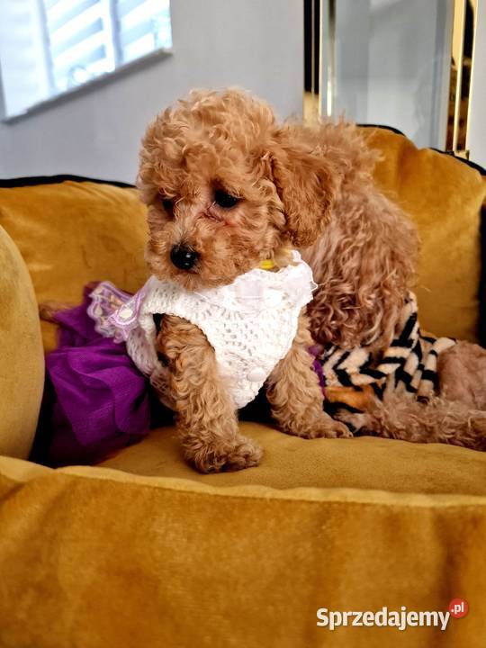 Pudelki toy do odbioru tatus FCI sprzedam