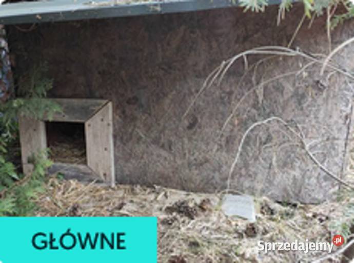 Buda ukochanego pupila Szadek