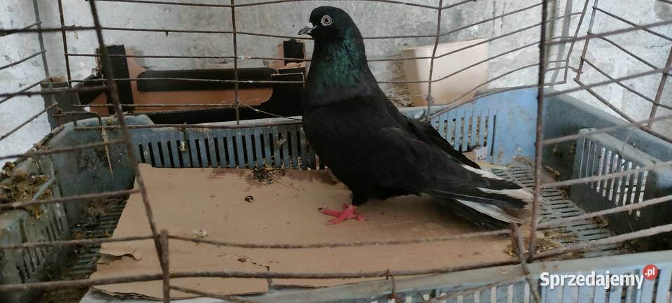 Sprzedam orliki lubelskie Tokarówka