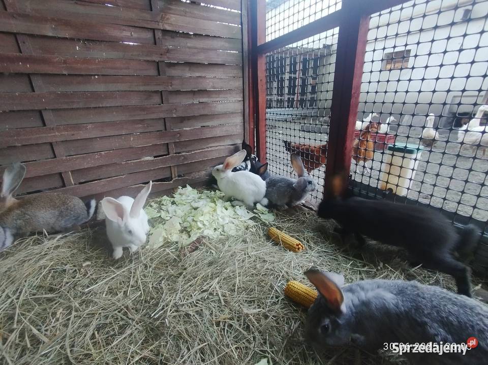 Króliki belgijskie z baranem Szubin