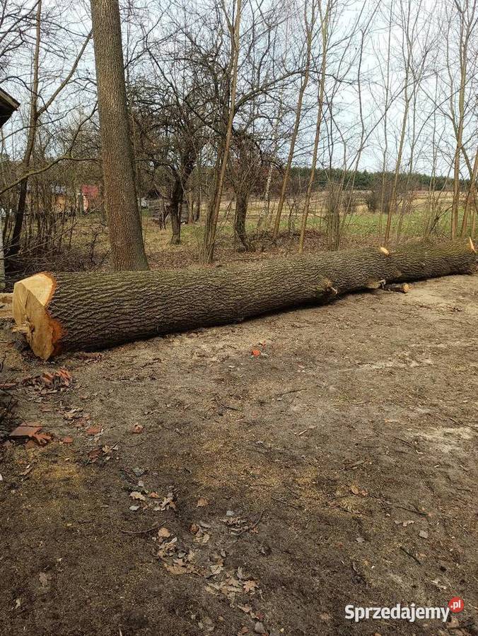 Dąb kłoda Ogród Zamość